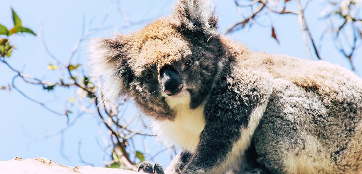 Koala im Koala Conservation Centre auf Phillip Island