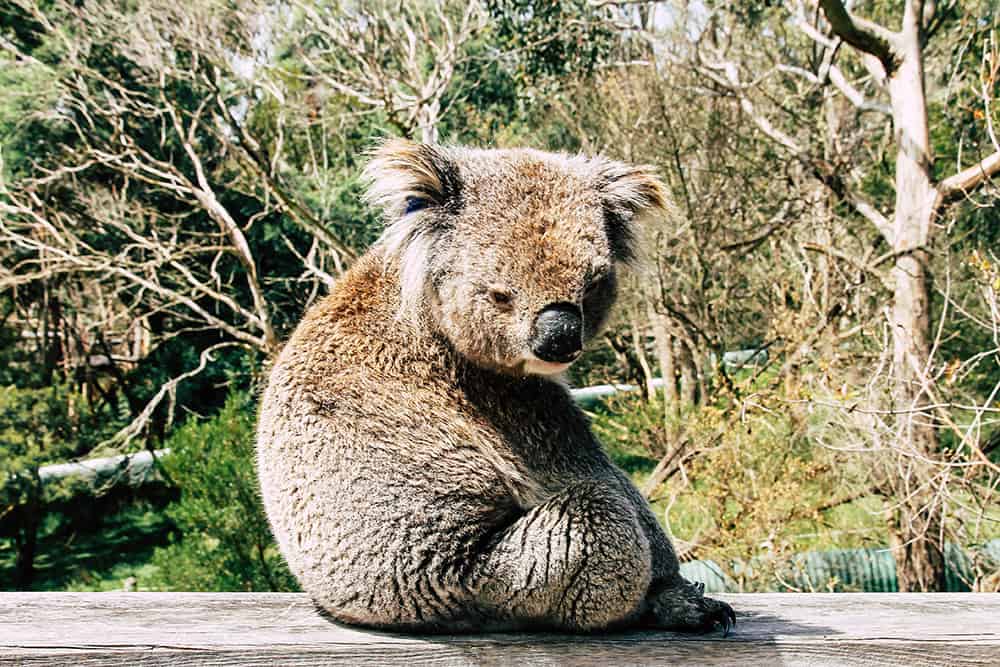 Koala auf Phillip Island