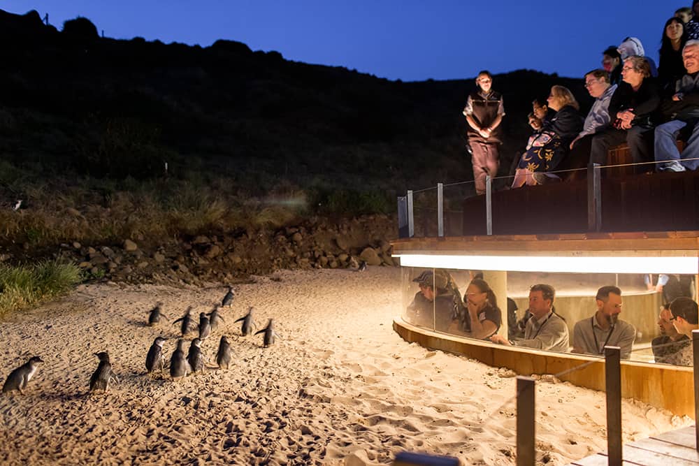 Pinguin Parade auf Phillip Island
