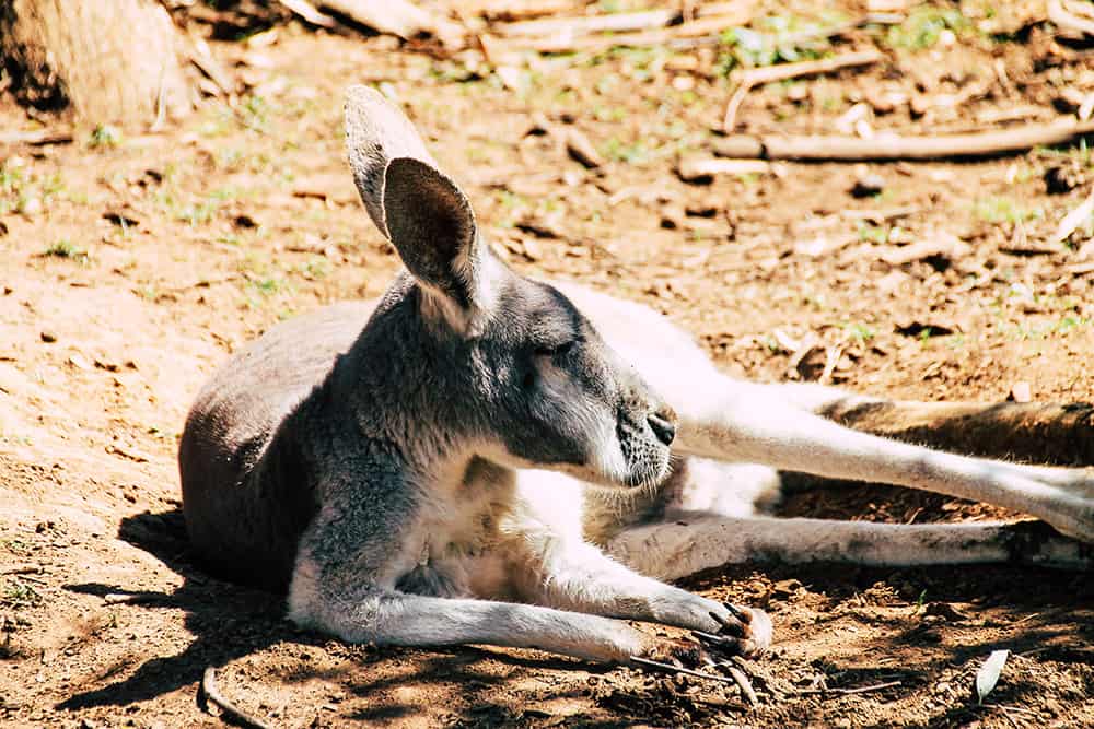 Kaenguru im Healsville Sanctuary