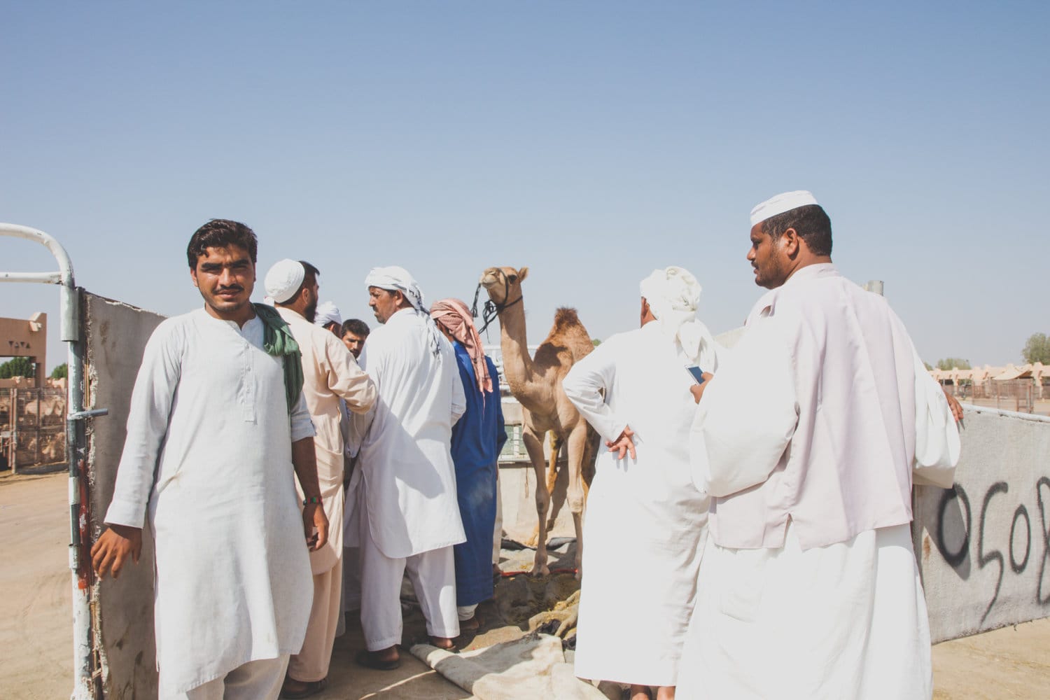 camel souq al ain men
