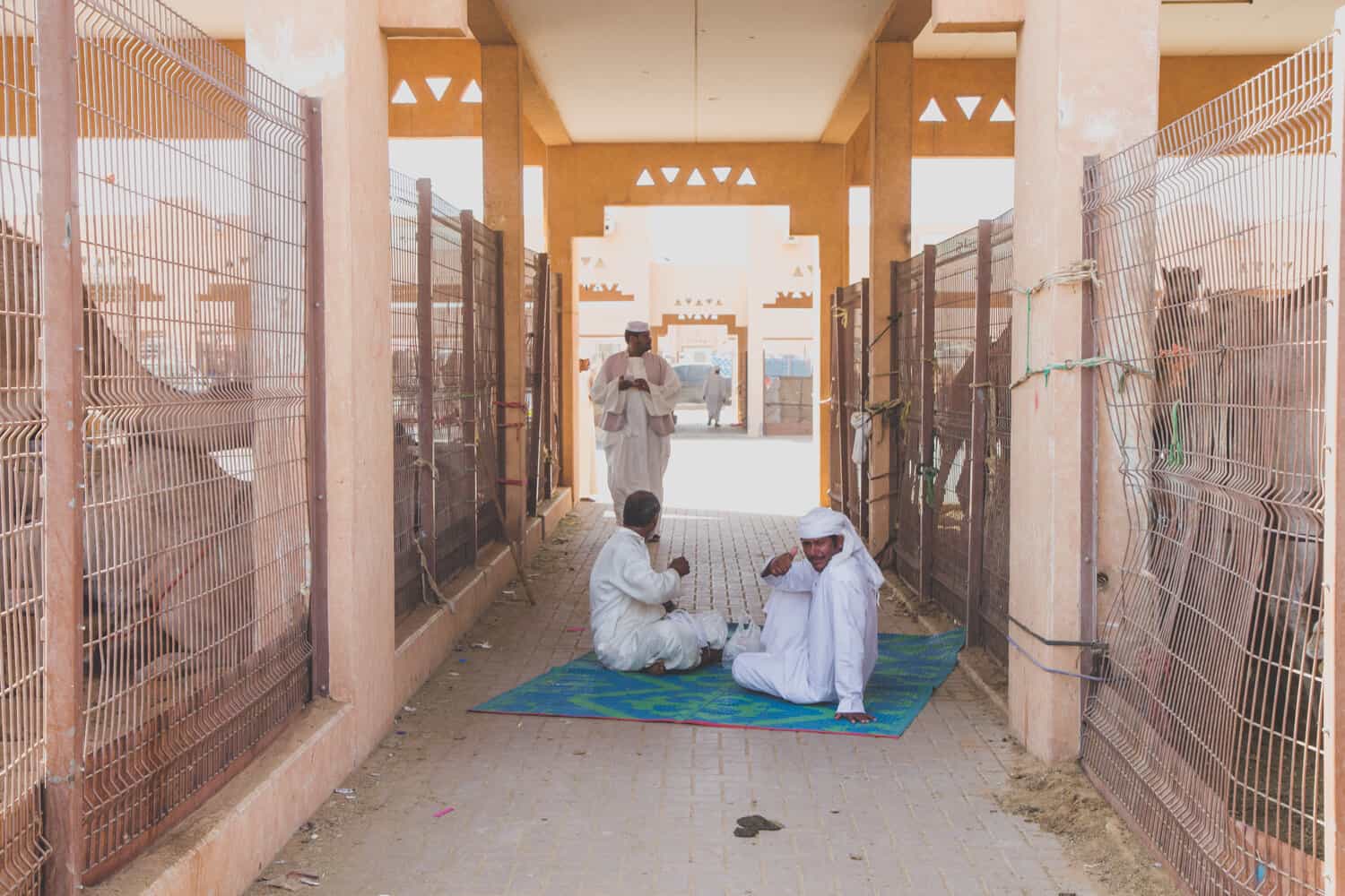 3 men in traditional white clothing surrounded by camels