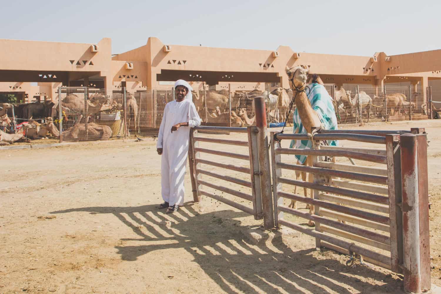 camel souq man and camel