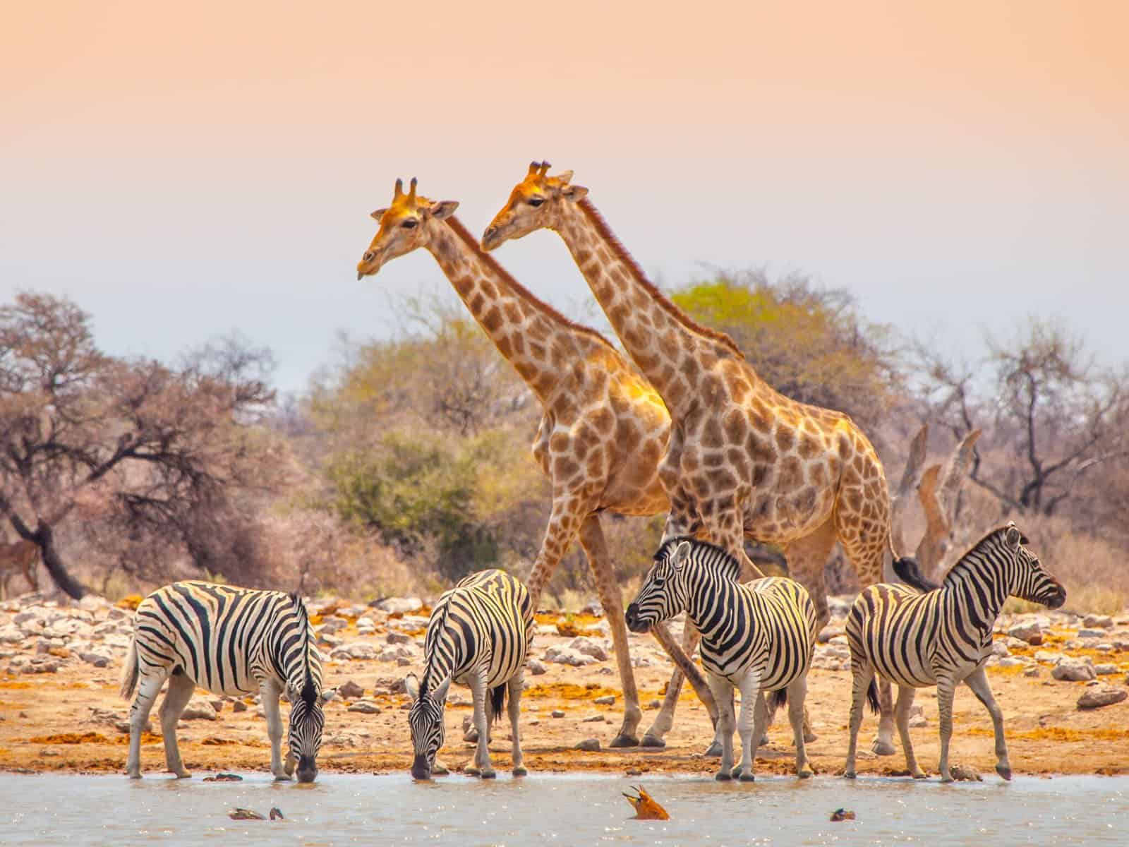 namibia giraffen zebras safari