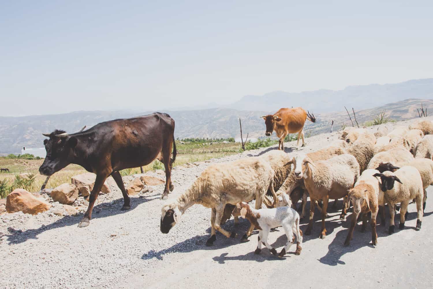 Kühe und Schafe laufen mit einem Schafbaby und einer Mutter eine Straße entlang