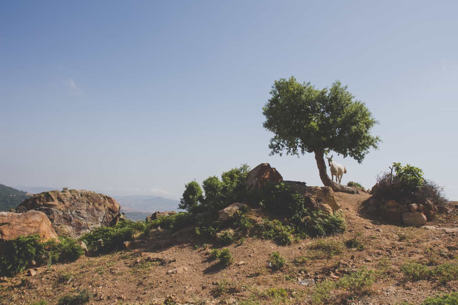 Ziege auf einem Berggipfel neben einem Baum in Marokko