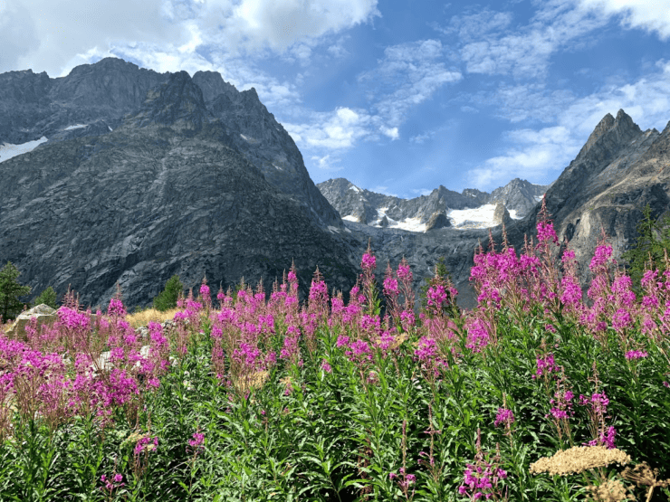 Snow covered Alps Mountain Range with pink flowers in the front