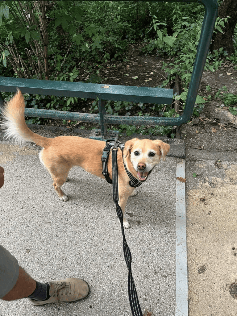 Smiling Dog on a walk - Labrador mix on a leash 