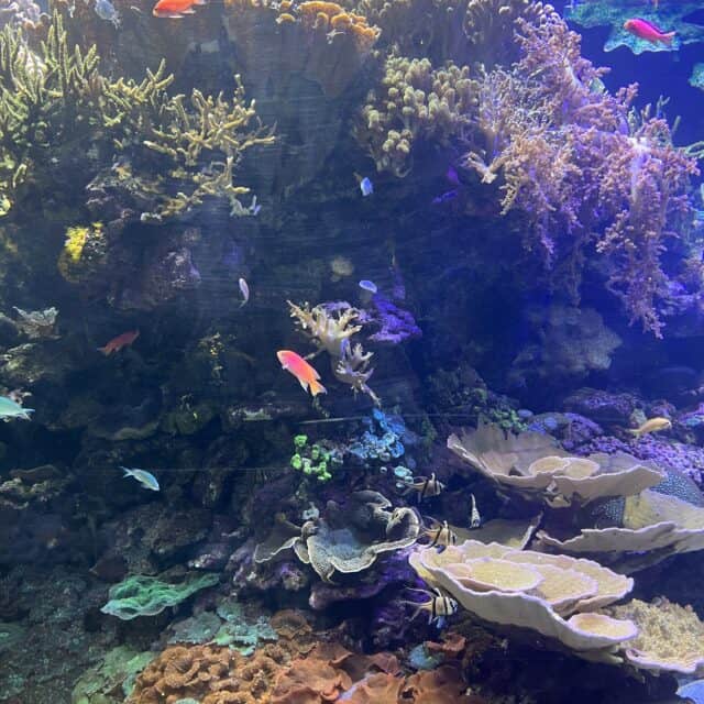 large aquarium with colorful fish swimming with coral in the background