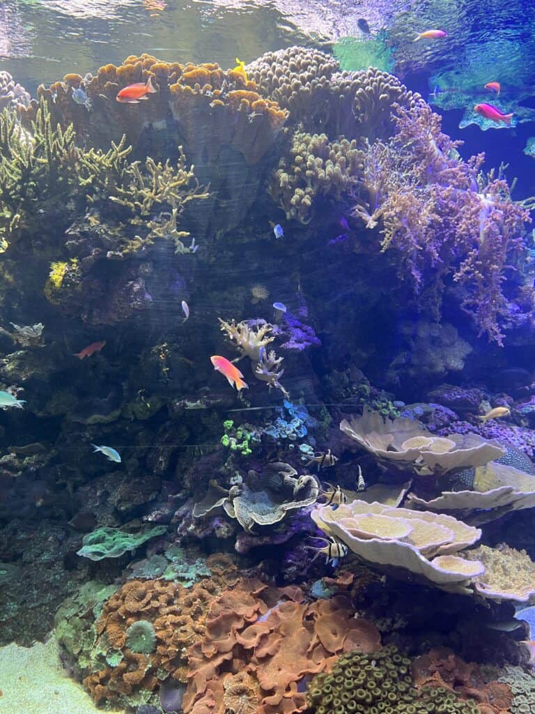 Fish of various colors swim across an large Aquarium with coral in the background at the Valencia Oceanographic - One of the Best European Cities in Winter to visit