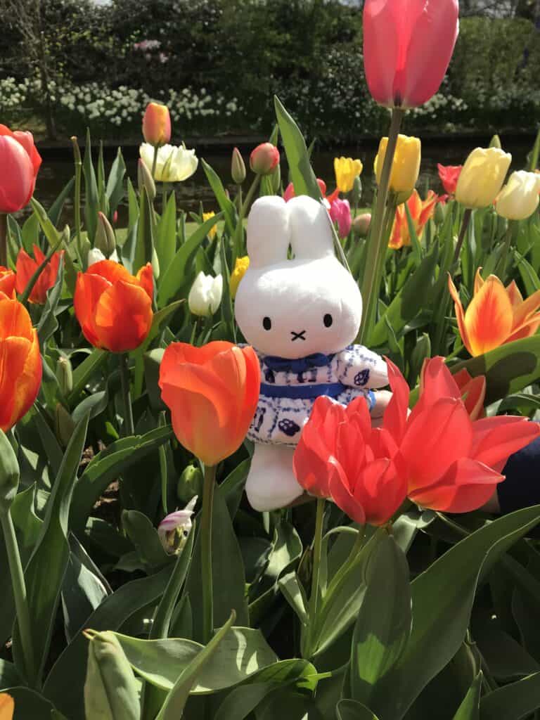 Miffy (stuffed animal) among blooming tulips of red, orange, yellow and white.