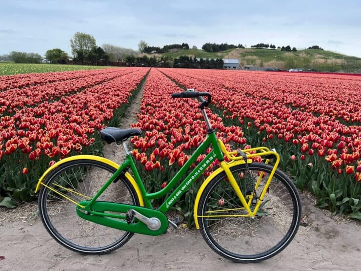 green and yellow bicycle in front of a tulip field of orange flowers in the Netherlands
