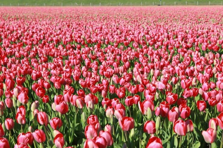 thousands of red tulips in a flower field in the Netherlands