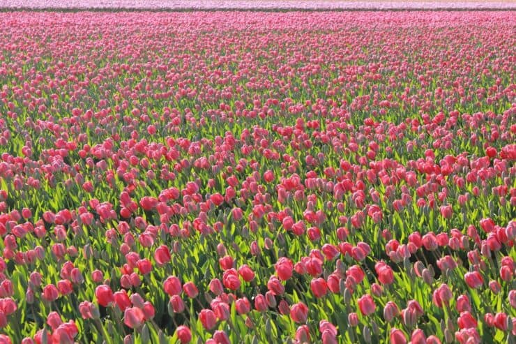 thousands of pink tulips in a tulip fields Netherlands