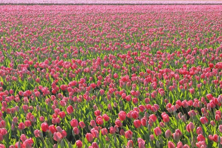 Tulip Fields Netherlands: Everything you need to know
