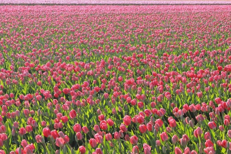 thousands of pink tulips in a tulip field netherlands