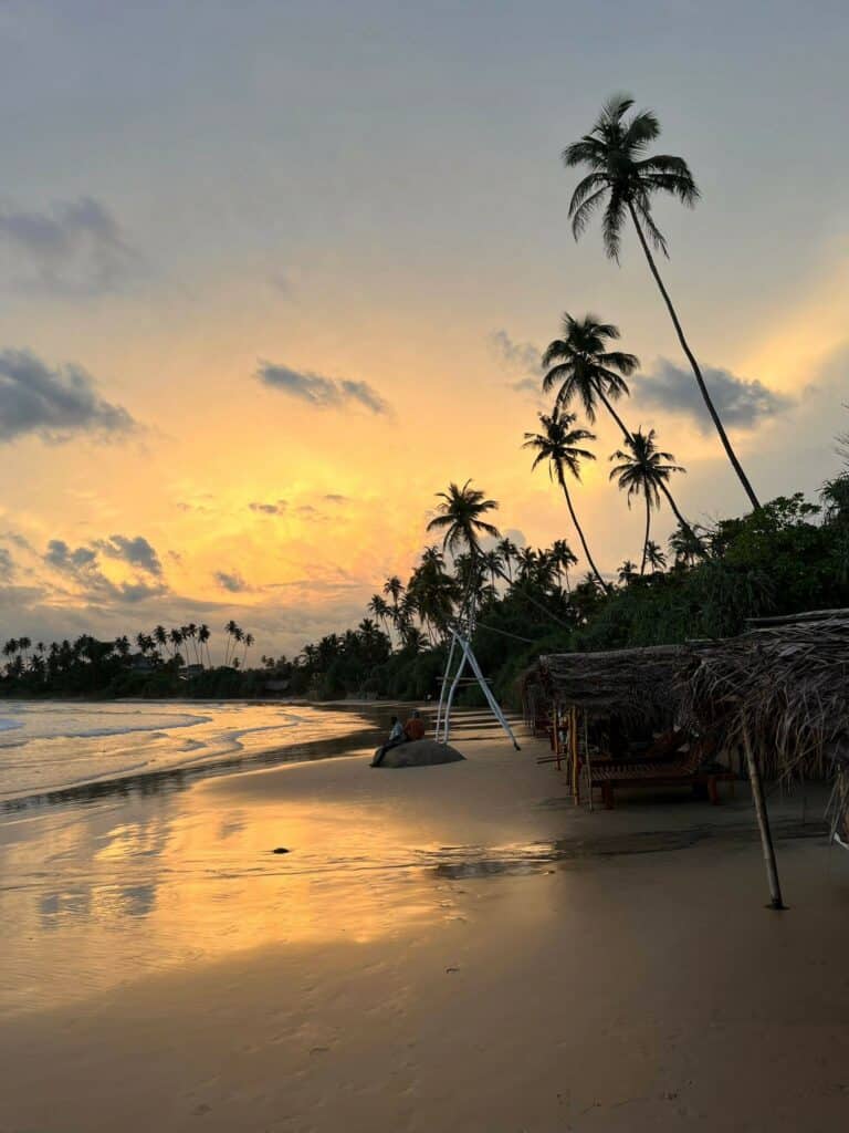 Sunset by a beach with palms