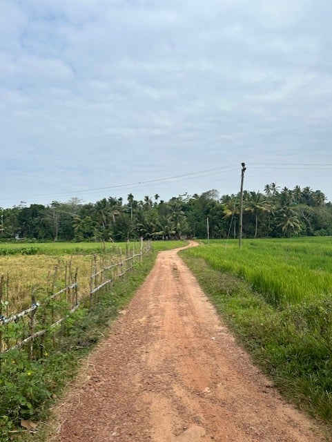 road in a green field with palm trees
