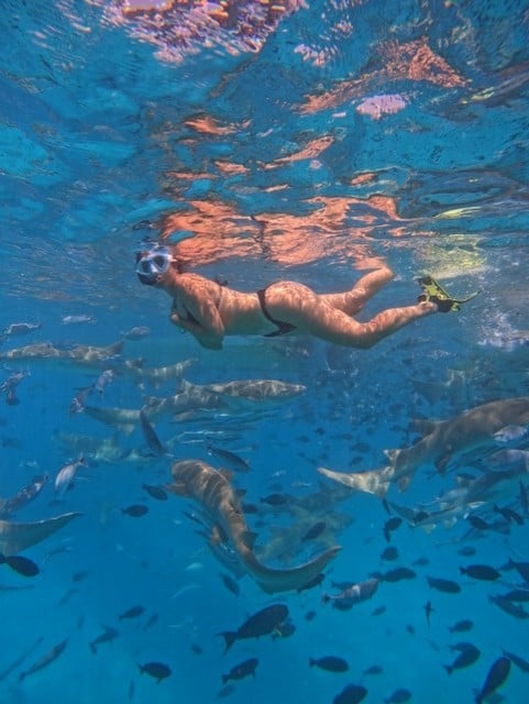 woman swims with sharks