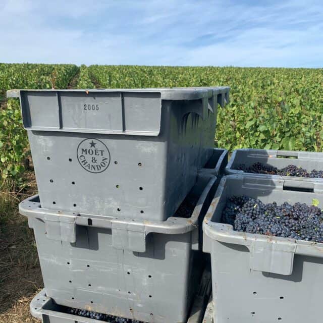 grey boxes with grapes in a green field