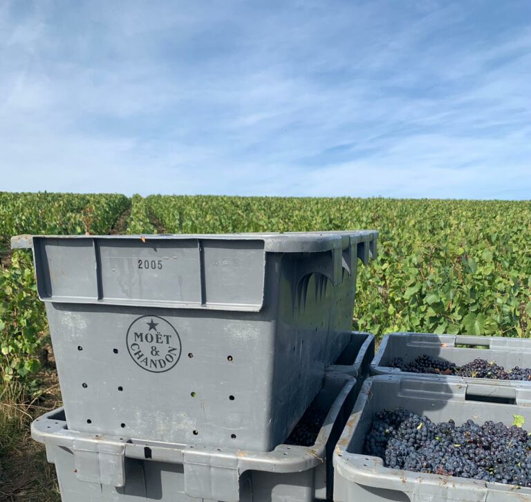 grey boxes with grapes in a green field