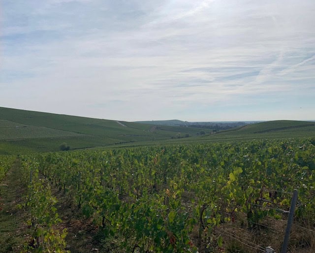 Few of a green vineyard