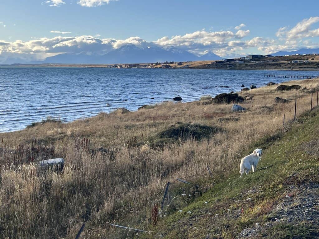 Dog walks along the waterfront in Puerto Natales with a water and mountain scene behind him
