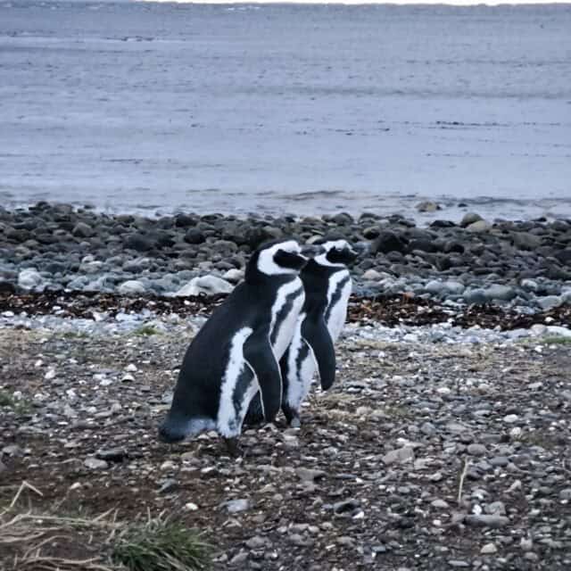 Two penguins on a rocky shore on the Magdelena Island - the best things to do in Punta Arena to see the penguins