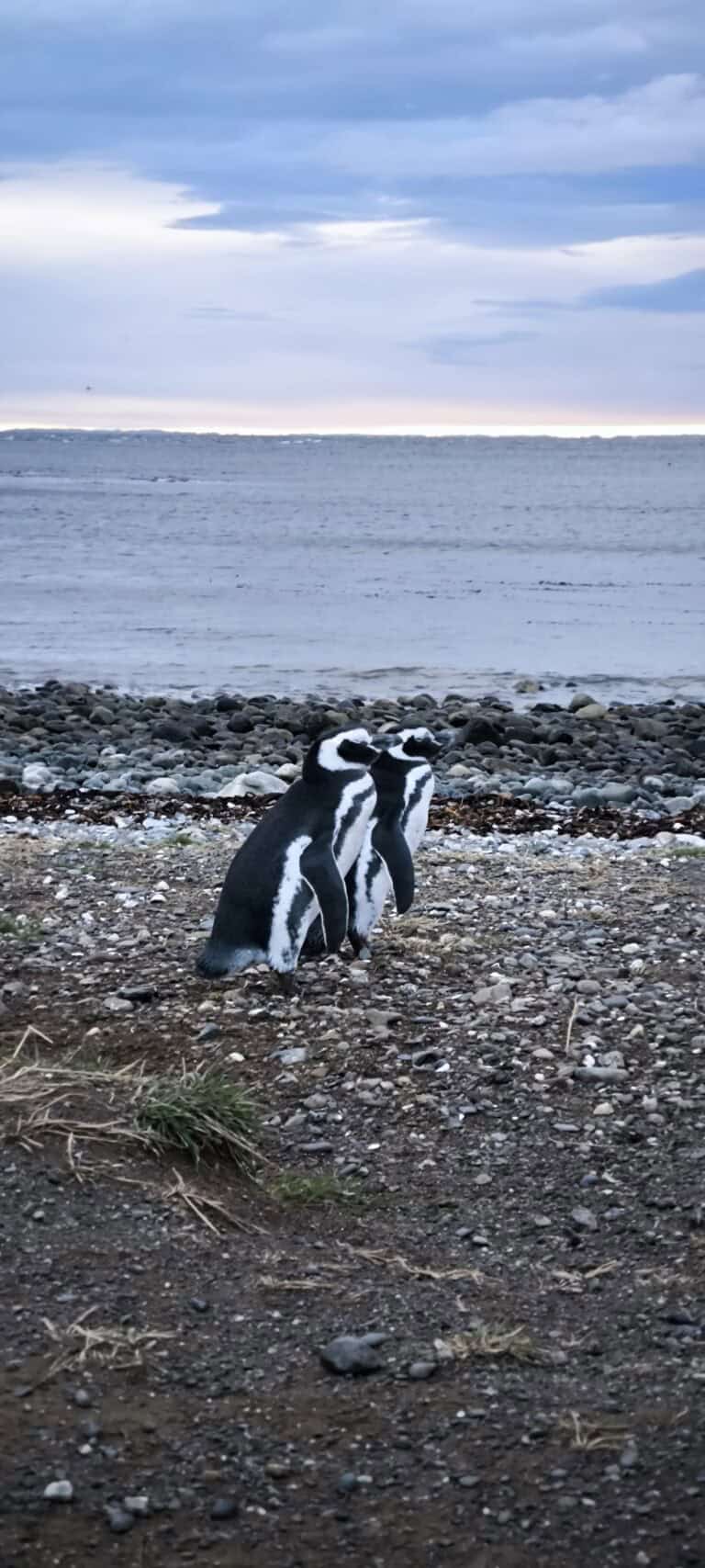 Walking with Penguins on Magdalena Island in Patagonia: A Day Trip on the Punta Arenas Penguins Tour