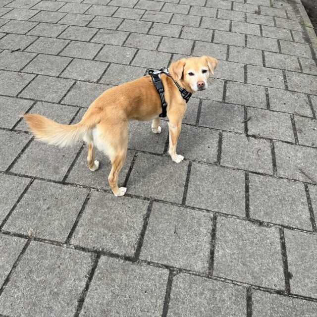 Dog walking on a firework-free new year in Amsterdam