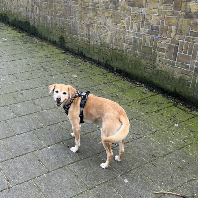 dog smiling in Amsterdam with a firework-free new years