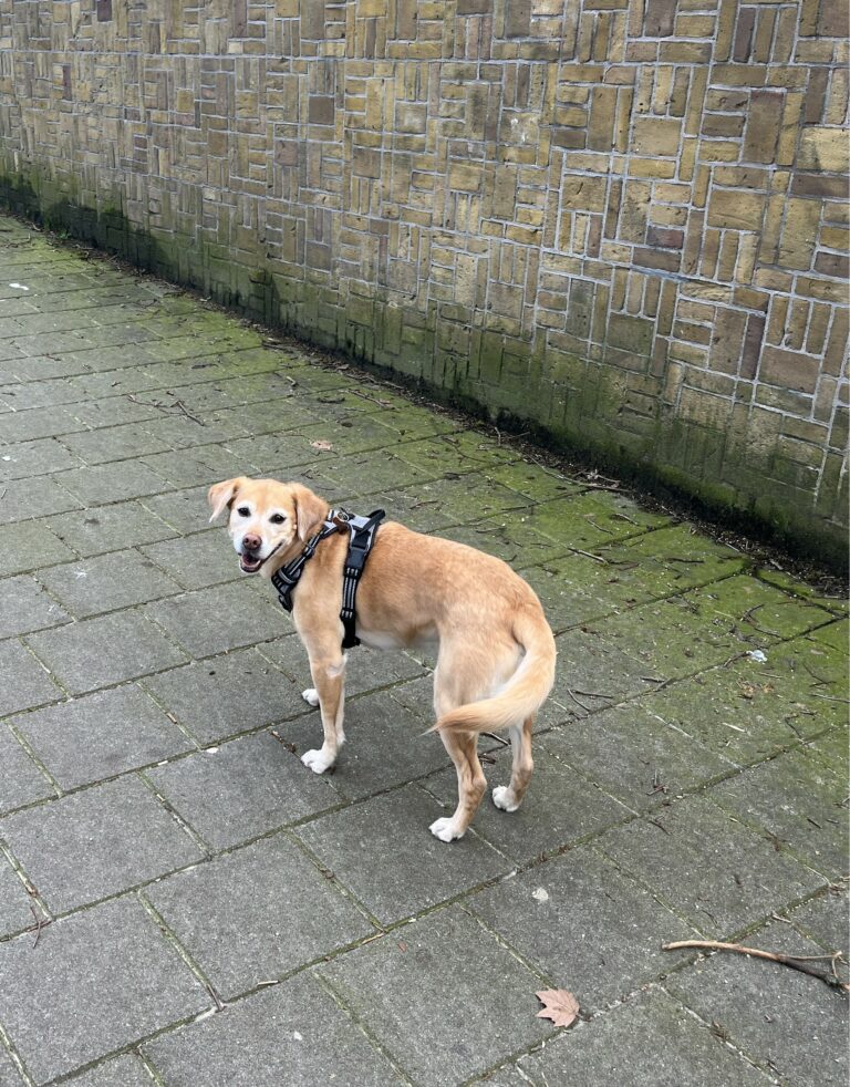 Firework-Free New Year Hotels around the Netherlands – How to Avoid Fireworks in Amsterdam with Your Dog on New Year’s Eve