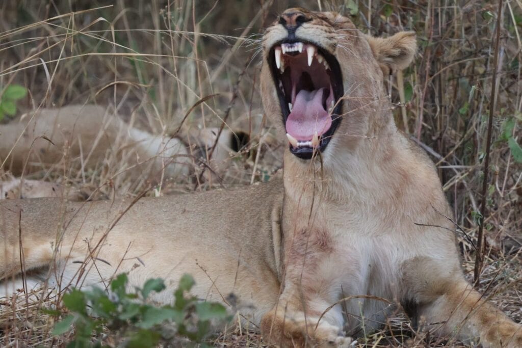 Lioness lying in dry grass with her mouth wide open in a yawn, showing her teeth, on an African safari