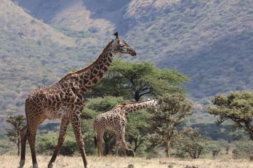 Adult giraffe and a young giraffe walking past acacia trees with green hills behind them, Tanzania