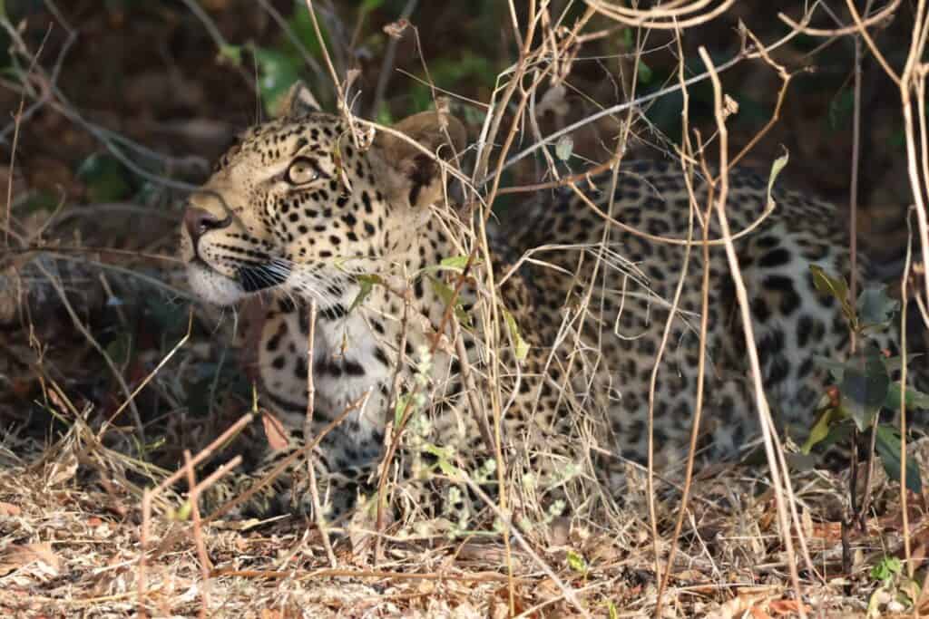 Leopard crouched in dry scrub and tangled branches, looking to the side, spotted on a game drive