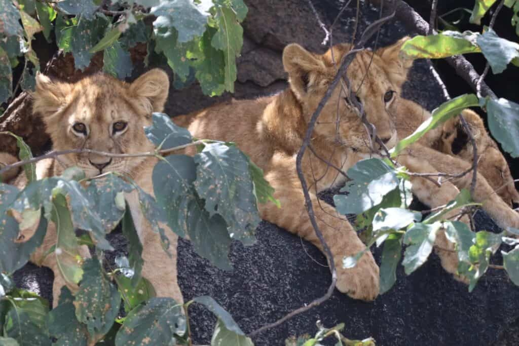 Two lion cubs resting on a granite kopje, peering out through leafy branches in the Serengeti, Tanzania