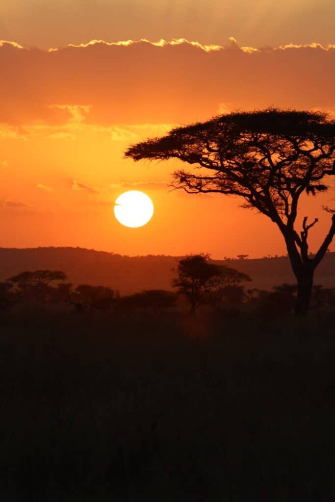 Sun setting behind a silhouetted flat-topped acacia tree over the savanna during dry season in East Africa