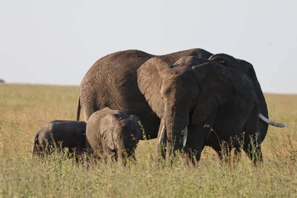 Elephant family walking through tall golden grass in the Serengeti, with a tiny calf tucked between two adults